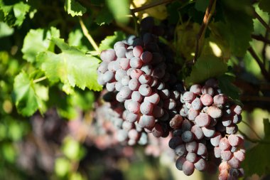 Güneş ışığında olgun üzüm ve yeşil yapraklar