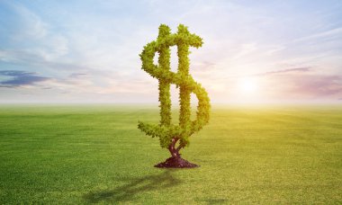 Dolar işareti şeklinde yeşil bitki alanında yetişir