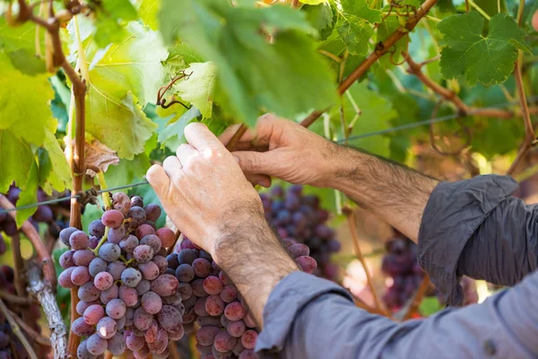 Yakın erkek elleri kırmızı üzüm demet toplama