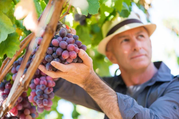 麦藁帽子のワイン栽培者は つるの列に熟したブドウを摘んでいます 伝統的なワイナリー生態農場とワインメーカーのビジネス ブドウ畑で働く大人の収穫者 ワイナリー業界で収穫時期 — ストック写真
