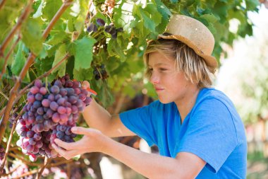 Güneşli bir günde üzüm bağından üzüm toplayan genç bir işçi. Şapkalı ve mavi tişörtlü bir çocuk. Asma üzümlerden üzüm topluyor. Şarap endüstrisinde hasat zamanı. Genç beyaz çiftçi dışarıda çalışıyor..