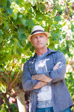 Şarap üreticisi üzüm bağında duruyor. Hasır şapkalı ve gömlekli yakışıklı bir son sınıf öğrencisi. Geleneksel aile şarap imalatçısı işi. Şarap endüstrisinde hasat. Kolları açık havada güneşli bir günde katlanmış bir adam.