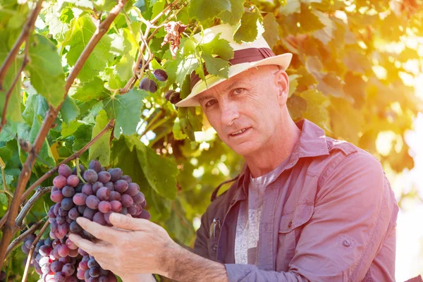 ヴィンテージ中にブドウを調べる麦藁帽子のワインメーカーの男 伝統的なワイナリー文化とワインメーカーのビジネス ブドウ畑でワインブドウをチェックする大人のブンナー ワイナリー業界で収穫時期 — ストック写真