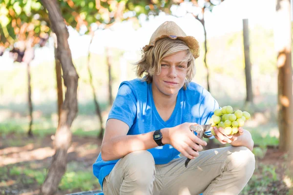 Smiling Blond Boy Hat Harvesting Ripe Grapes Garden Happy Guy — 스톡 사진