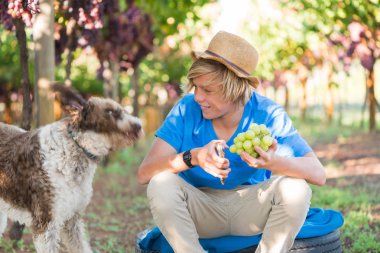 Güneşli bir günde, üzüm bağında köpekle gülümseyen çocuk. Elinde secateurs ve bir demet beyaz üzüm tutan beyaz bir adam. Taze üzümlü genç bir çiftçi. Mevsimlik tarım işçisi olgun üzümleri hasat ediyor..