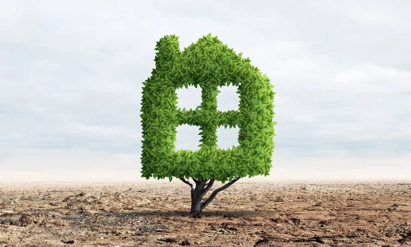 Planta verde en forma de casa crece en el desierto —  Fotos de Stock