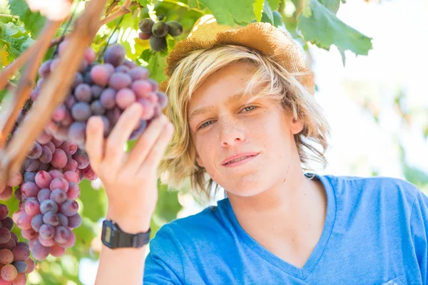 Jovem Enólogo Chapéu Palha Examinando Uvas Durante Vintage Cultura Vinícola — Fotografia de Stock