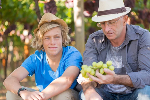 Şarap imalatçılarının babası ve oğlu üzüm bağında. Aile şaraphanesi. Şarap tüccarı hasır şapkalı adam bağbozumu sırasında üzümleri inceliyor. İki kuşak şarap tüccarı bir arada. Şarap endüstrisinde hasat zamanı