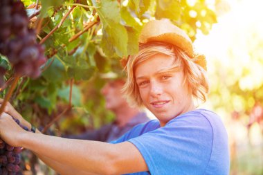 Güneşli bir günde üzüm bağından üzüm toplayan mutlu genç işçi. Şapkalı ve mavi tişörtlü bir çocuk. Asma üzümlerden üzüm topluyor. Şarap endüstrisinde hasat zamanı. Genç beyaz çiftçi dışarıda çalışıyor..