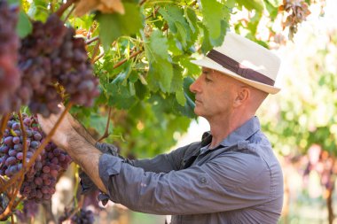 Bahçıvan yeşil yapraklı üzümlerden olgun kırmızı üzümleri topluyor. Geleneksel şaraphane ekolojik çiftlik ve şarap üreticisi işi. Hasır şapkalı yetişkin hasat makinesi üzüm bağında çalışıyor..