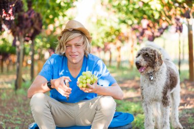 Güneşli bir günde, üzüm bağında köpekle gülümseyen çocuk. Elinde secateurs ve bir demet beyaz üzüm tutan beyaz bir adam. Taze üzümlü genç bir çiftçi. Mevsimlik tarım işçisi olgun üzümleri hasat ediyor..