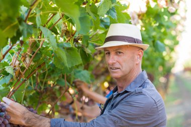 Asma sırasında çalışan yetişkin bir bahçıvan. Üzümlü ve yeşil yapraklı üzüm. Kırsal kesimde ve aile şaraphanesinde geleneksel tarım. Hasır şapkalı hasatçı üzüm bağında çalışıyor..