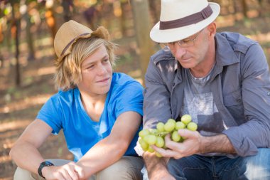 Tarım, üzüm bağında kaliteli şarap üzümlerini kontrol ediyor. Şarap üreticisi üzümleri inceliyor. Geleneksel şarapçılık işi. Şarap yetiştiricisi hasat etmeden önce üzümleri inceliyor. Organik üzüm üretimi