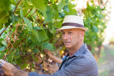 Bahçıvan yeşil yapraklı üzümlerden olgun kırmızı üzümleri topluyor. Geleneksel şaraphane ekolojik çiftlik ve şarap üreticisi işi. Hasır şapkalı yetişkin hasat makinesi üzüm bağında çalışıyor..