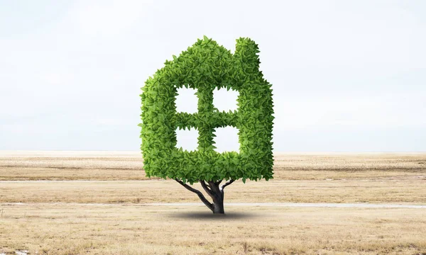 Planta verde en forma de casa crece en el campo —  Fotos de Stock