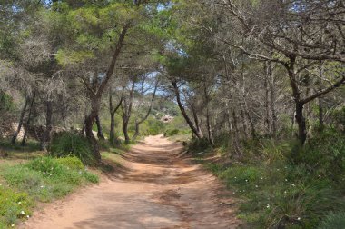 İspanyol adası Menorca 'daki çam ağacı ormanından geçen yol