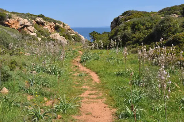 Passo Passo Landsacpe Costeira Verde Ilha Baleares Espanhola Menroca — Fotografia de Stock