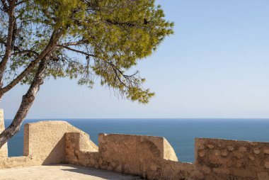 Alicante Kalesi 'nin deniz manzaralı gözlem noktasında bir çam ağacının parçası.