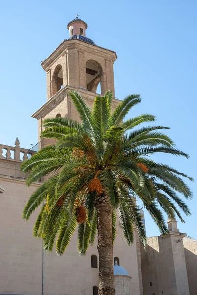 Torre Igreja Alicante Com Palmeira Frente Espanha — Fotografia de Stock