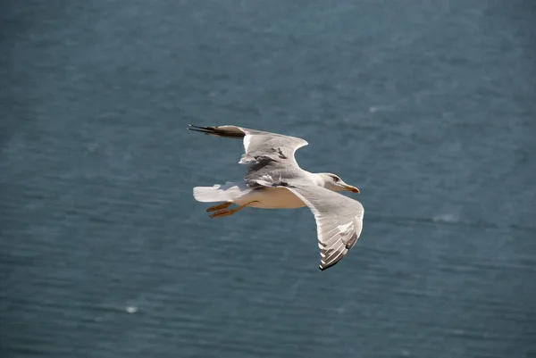 Yukarıdan Deniz Üzerinde Kanatları Açık Uçan Tek Bir Martı — Stok fotoğraf