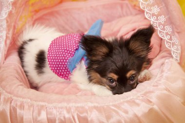 utangaç ve hüzünlü güzel köpek yavrusu sarı stüdyo arka planda yalnız 3 ay