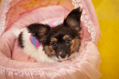 çok sarı stüdyo arka planda yalnız 3 ay köpek yavrusu köpek