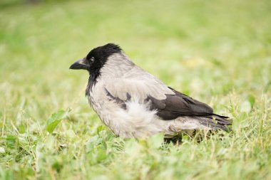 yeşil çimenlerin üzerinde kuş Saksağan