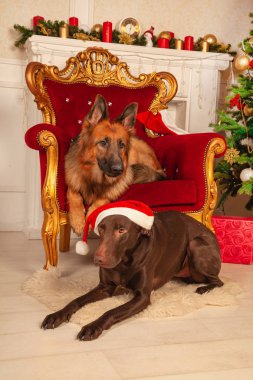 güzel büyük safkan köpeklerin çoban ve bir doberman Noel Baba şapkaları Noel ağacının etrafında poz giyinmiş 