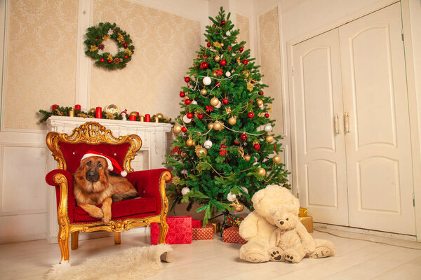 Beautiful young shepherd dog with Santa Claus hat lying on a red armchair with golden armrests, near Christmas tree with toys and gifts, behind white fireplace with candles