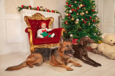 küçük bir bebek kız Noel ağacı ve beyaz şöminenin yanında bir büyük altın sandalyede oturuyor. Onu, çoban köpeği ve bir Doberman yakın katta iki bekçi köpekleri vardır