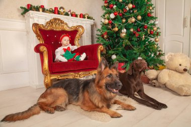 küçük bir bebek kız Noel ağacı ve beyaz şöminenin yanında bir büyük altın sandalyede oturuyor. Onu, çoban köpeği ve bir Doberman yakın katta iki bekçi köpekleri vardır