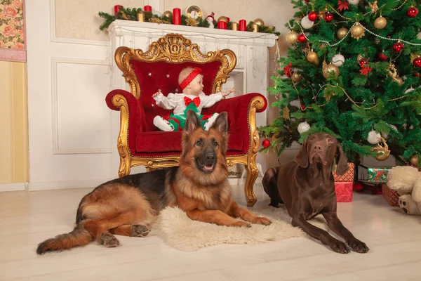 a little infant girl is sitting in a big golden chair next to the Christmas tree and the white fireplace. There are two guard dogs on the floor near her, shepherd dog and a Doberman