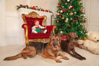 küçük bir bebek kız Noel ağacı ve beyaz şöminenin yanında bir büyük altın sandalyede oturuyor. Onu, çoban köpeği ve bir Doberman yakın katta iki bekçi köpekleri vardır