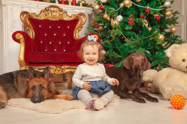 Kis Aranyos Lány Lány Nagy Kutyák Karácsonyi Szoba — Stock Fotó