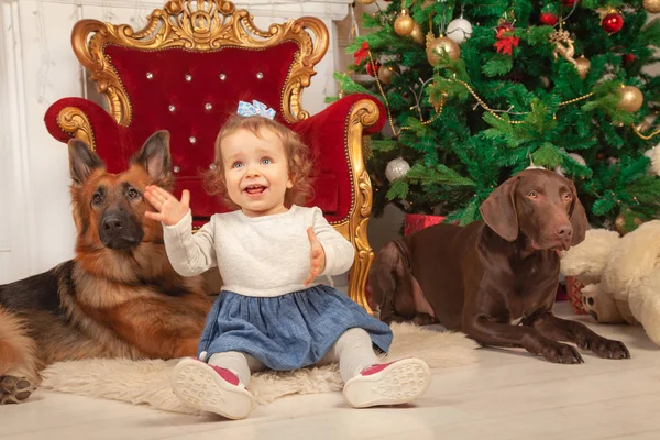 Kis Aranyos Lány Lány Nagy Kutyák Karácsonyi Szoba — Stock Fotó