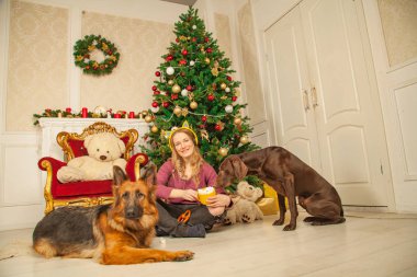 güzel genç kız sıcak bir kazak ve bir çoban ve Doberman köpek yanında hatmi ile kakao bir fincan ile Noel ağacı arka plan üzerinde oturan Kedi kulakları ile sarı kulaklık