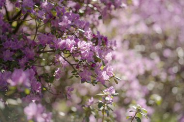 ormangülü parkta pembe çiçekler