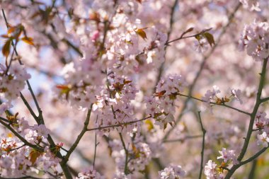 Sakura ağacı dalları açık güneşli bir mavi gökyüzü arka plan üzerinde