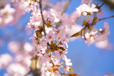 Sakura ağacı dalları açık güneşli bir mavi gökyüzü arka plan üzerinde