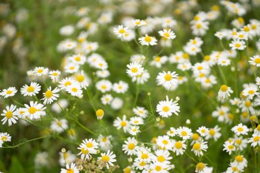 Yaz papatyalar büyük alan