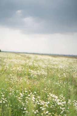 Yaz papatyalar büyük alan