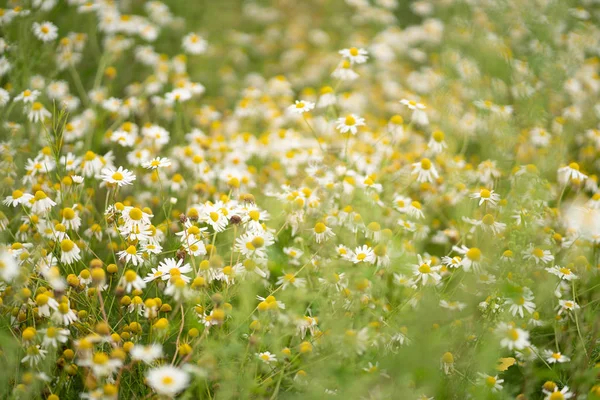 Enorme Campo Margaritas Verano — Foto de Stock