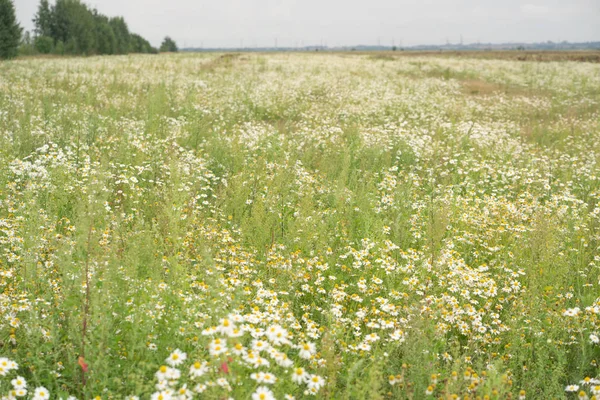 Enorme Campo Margaritas Verano —  Fotos de Stock