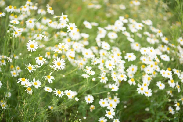 Stort Område Sommaren Prästkragar — Stockfoto