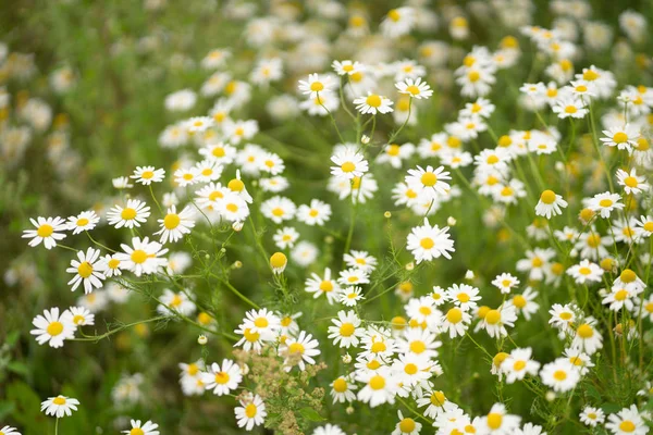 Riesiges Feld Von Sommermargeriten — Stockfoto