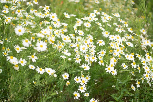 Enorme Campo Margaritas Verano — Foto de Stock