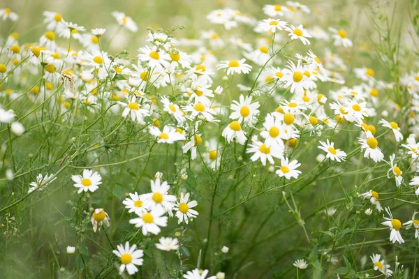 Enorm Gebied Van Zomer Madeliefjes — Stockfoto