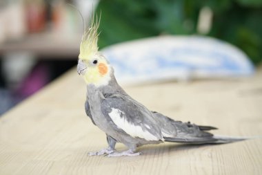 önemli bir görünümü ile ahşap bir masa bir gri gövde ve sarı kafa ile sevimli papağan Corella yürür
