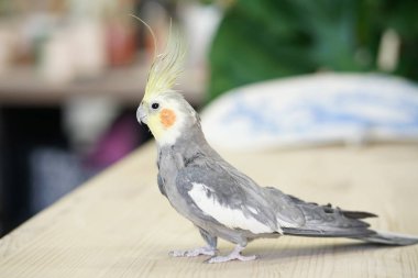 önemli bir görünümü ile ahşap bir masa bir gri gövde ve sarı kafa ile sevimli papağan Corella yürür