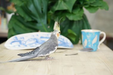 önemli bir görünümü ile ahşap bir masa bir gri gövde ve sarı kafa ile sevimli papağan Corella yürür